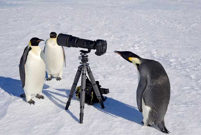 Секреты приручения милого пингвина